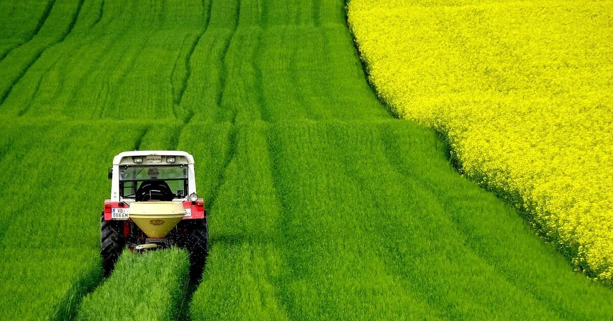 Rapeseeds 4910374 1280